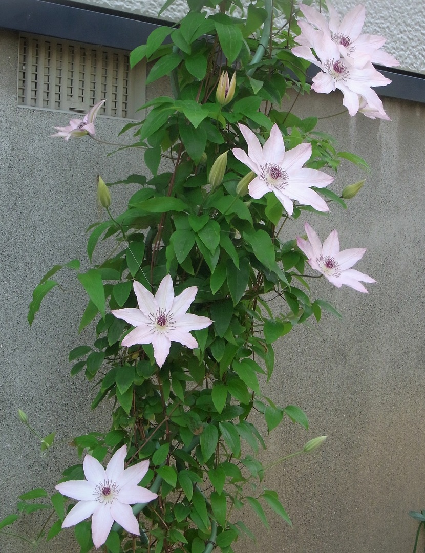 f:id:bibi-kirara:20210609172605j:plain
