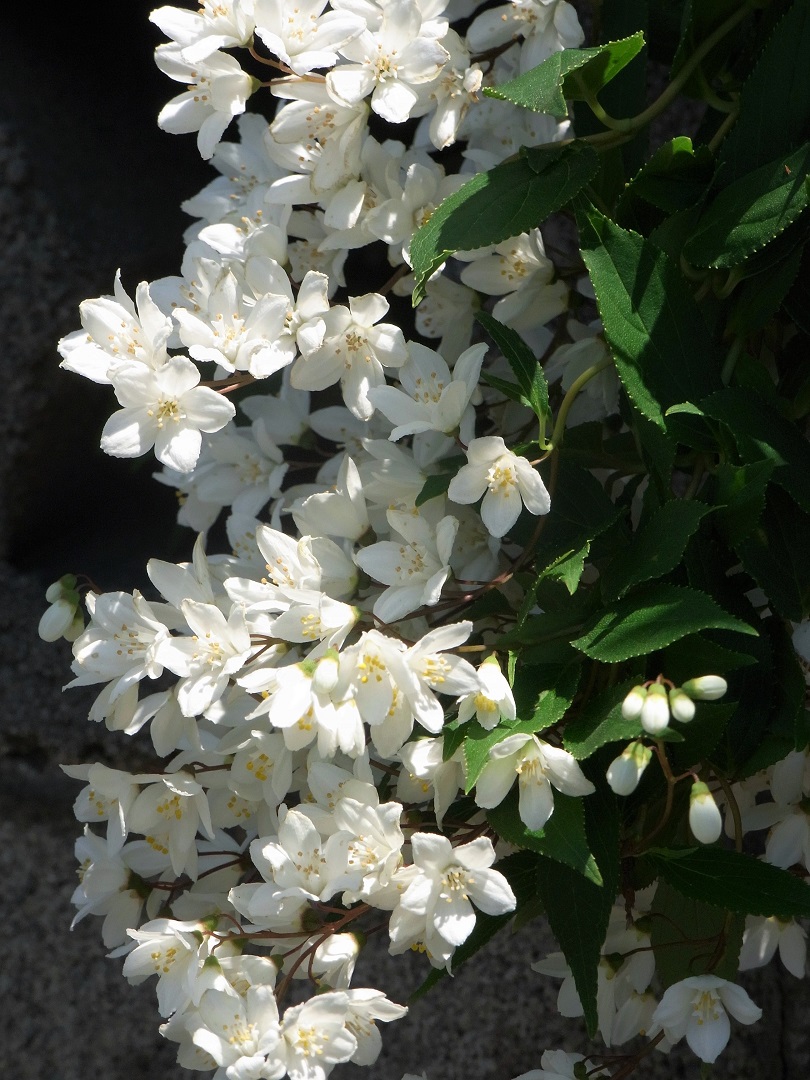 f:id:bibi-kirara:20210613221409j:plain