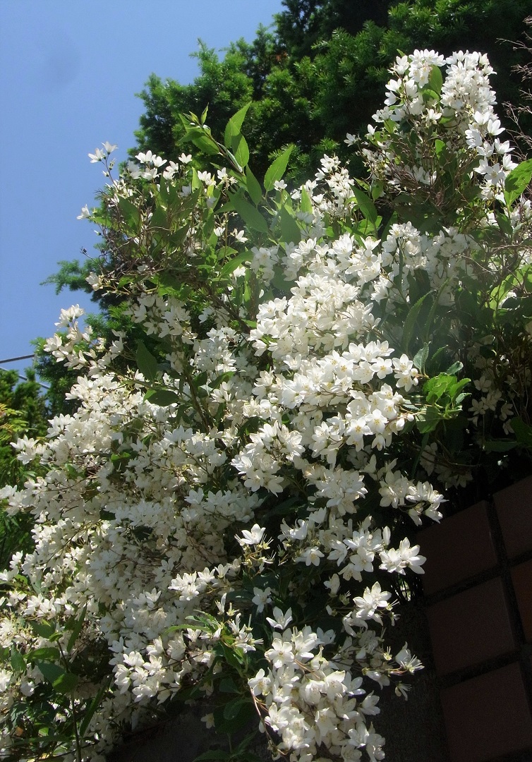 f:id:bibi-kirara:20210613221441j:plain