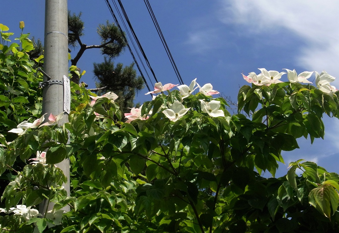 f:id:bibi-kirara:20210622173130j:plain