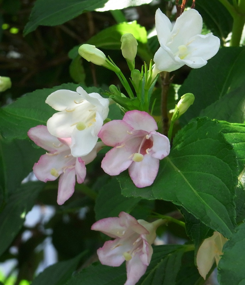 f:id:bibi-kirara:20210625170913j:plain