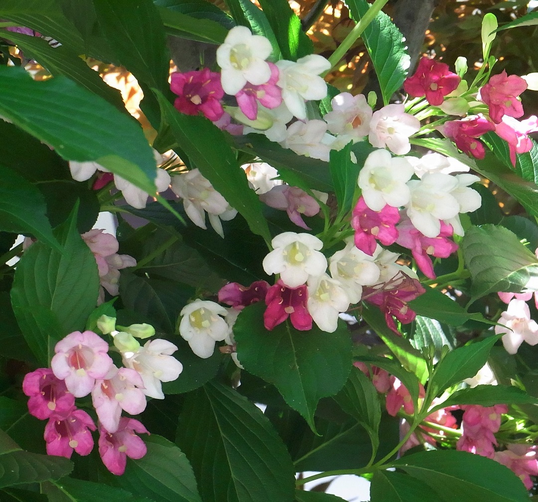 f:id:bibi-kirara:20210625171306j:plain