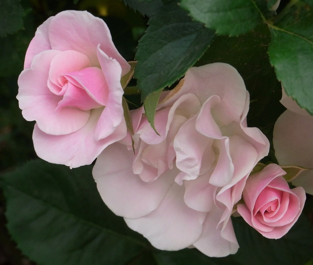 f:id:bibi-kirara:20210628213234j:plain