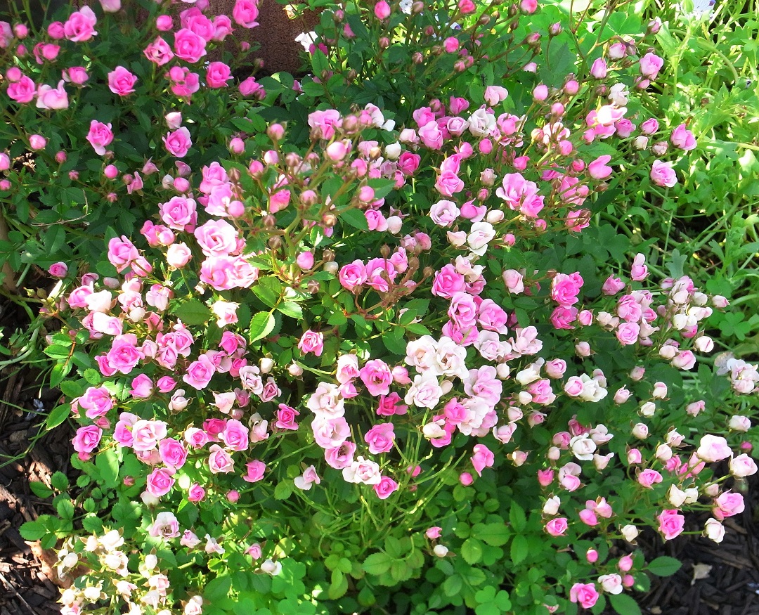 f:id:bibi-kirara:20210629154710j:plain