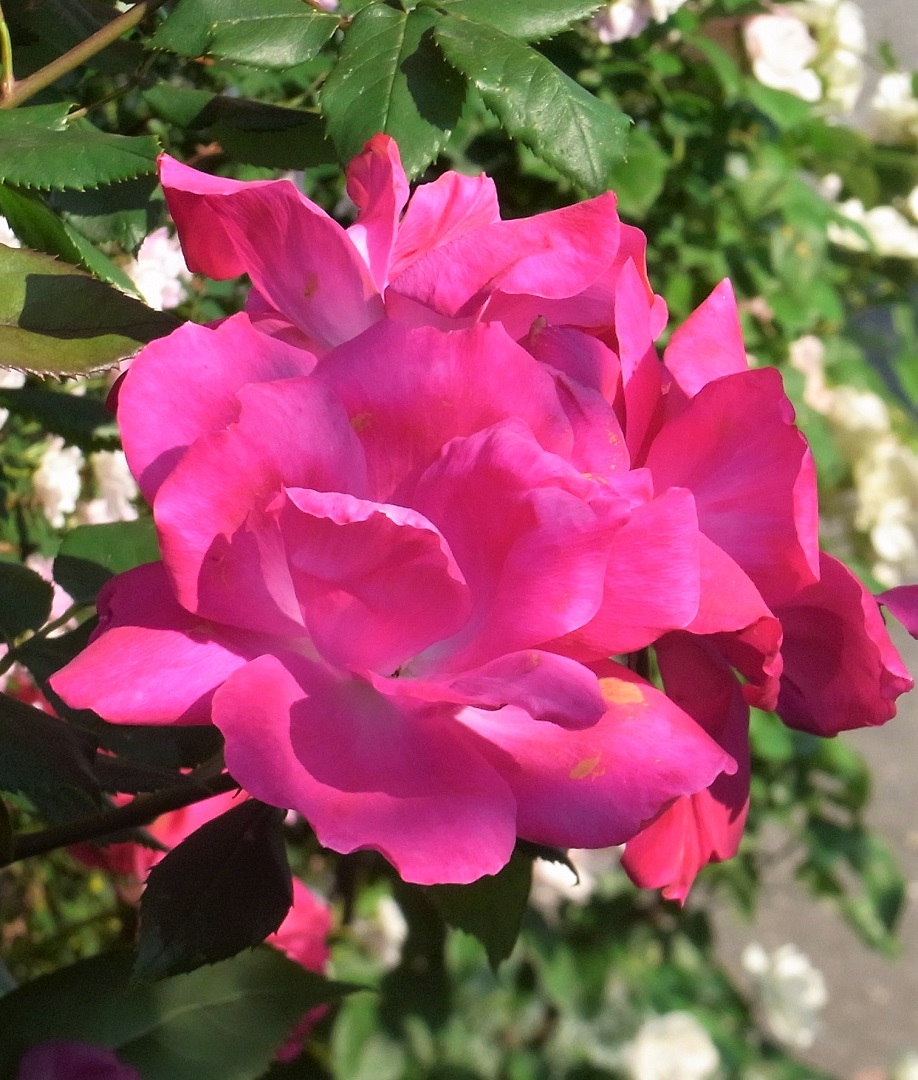 f:id:bibi-kirara:20210629154838j:plain