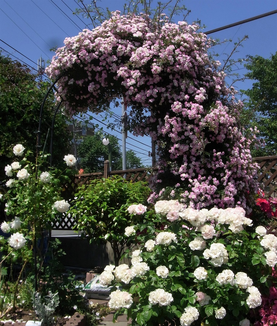 f:id:bibi-kirara:20210629155624j:plain