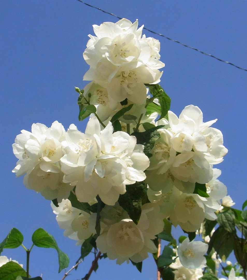 f:id:bibi-kirara:20210629170617j:plain