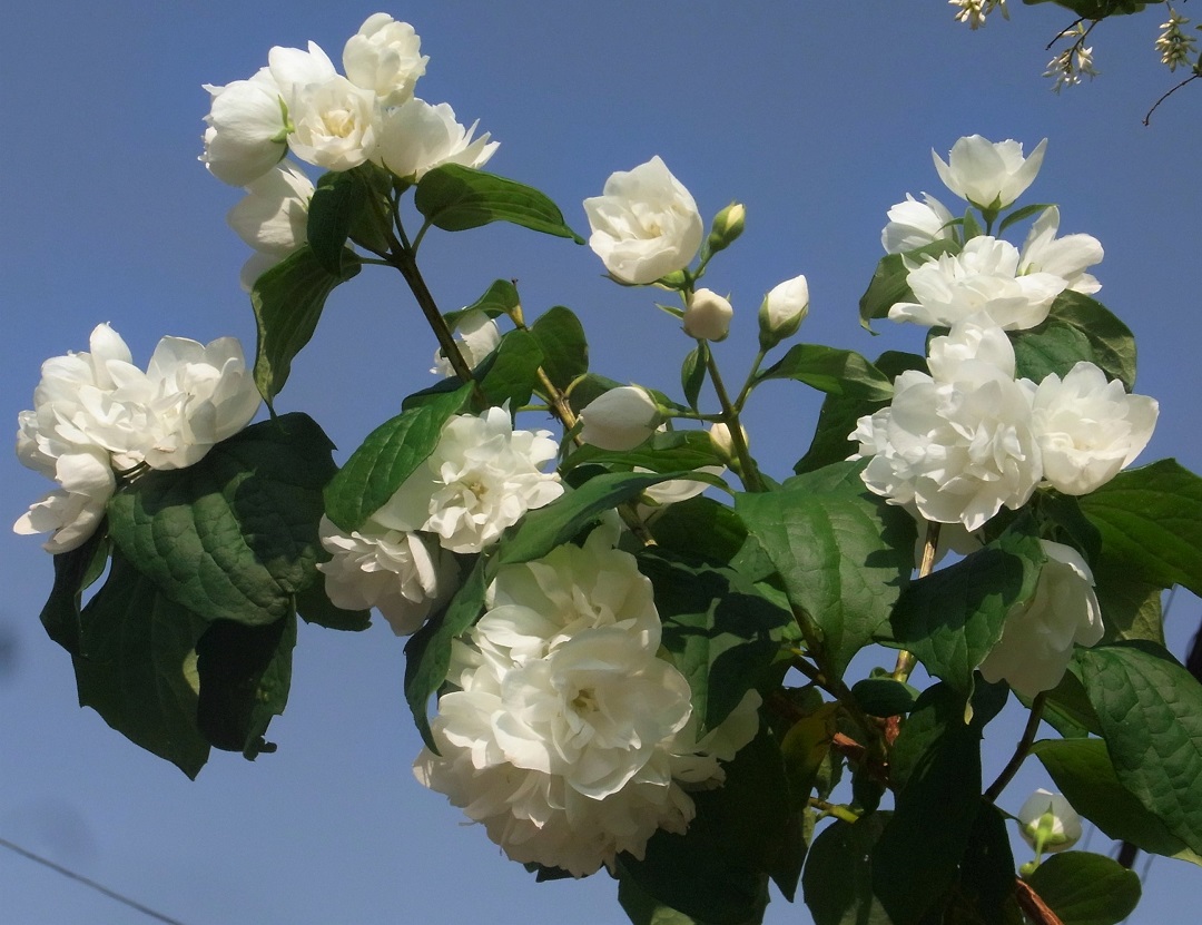 f:id:bibi-kirara:20210629170812j:plain