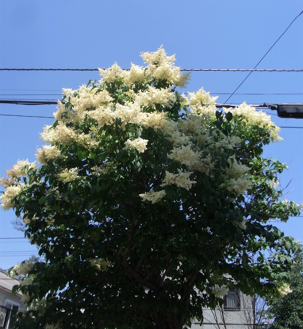 f:id:bibi-kirara:20210702214901j:plain
