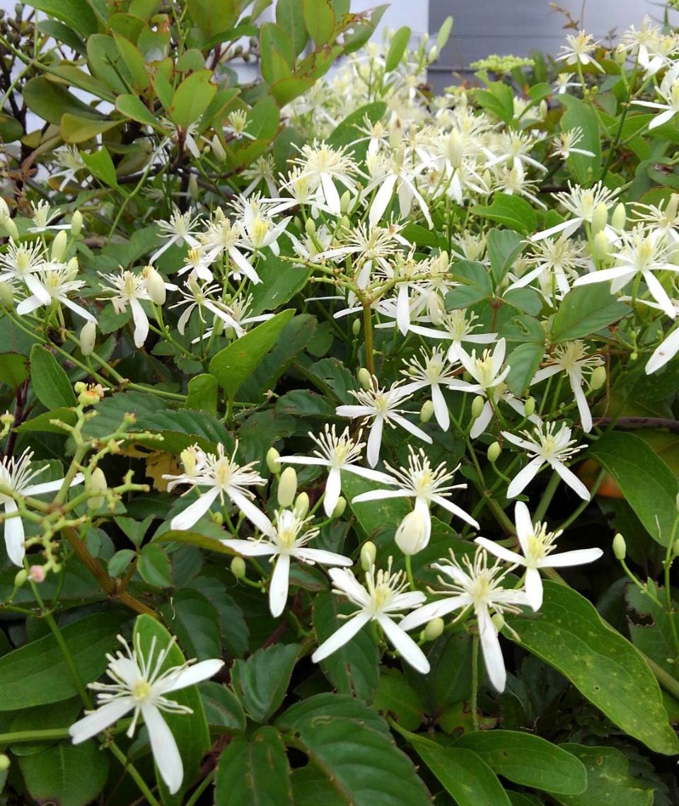 f:id:bibi-kirara:20210715165145j:plain