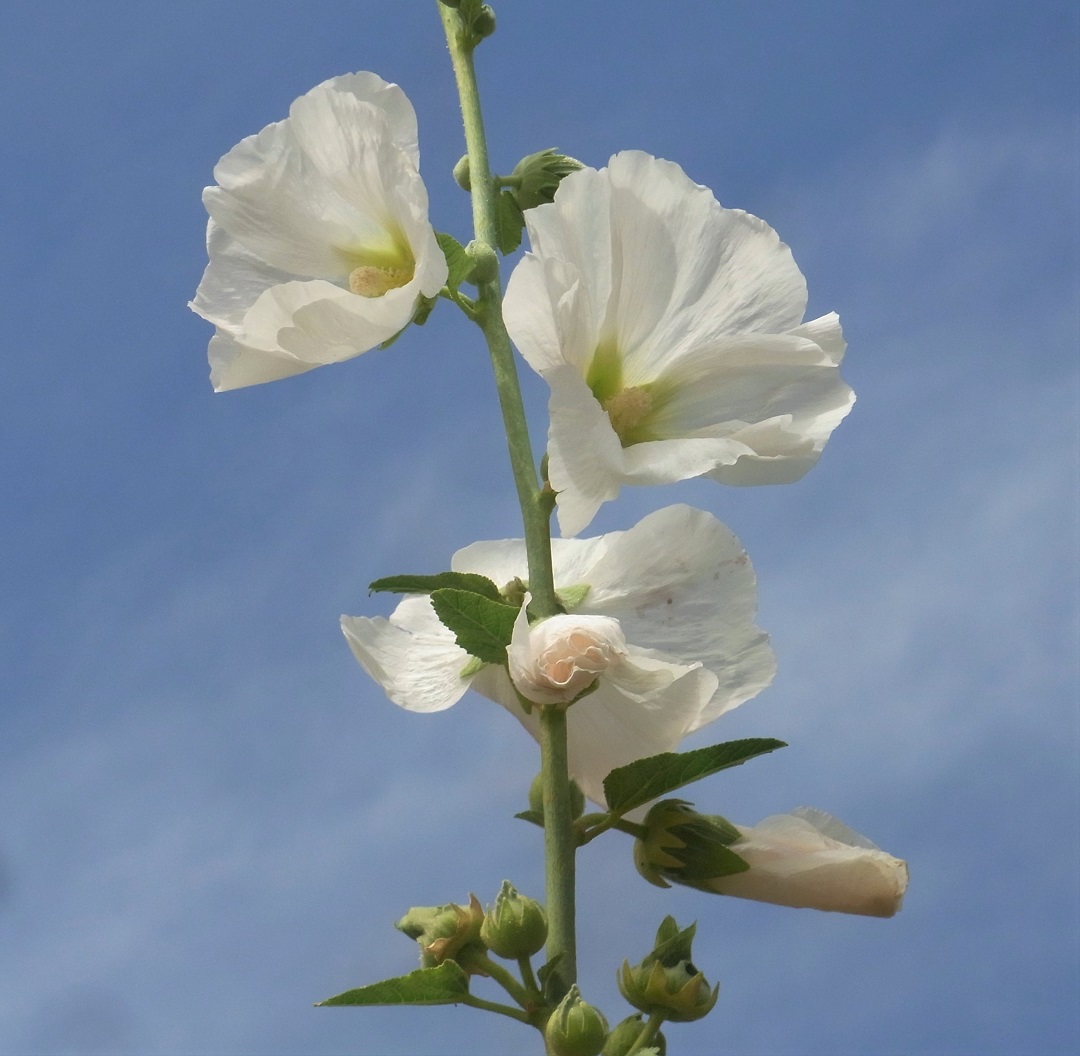 f:id:bibi-kirara:20210720211300j:plain