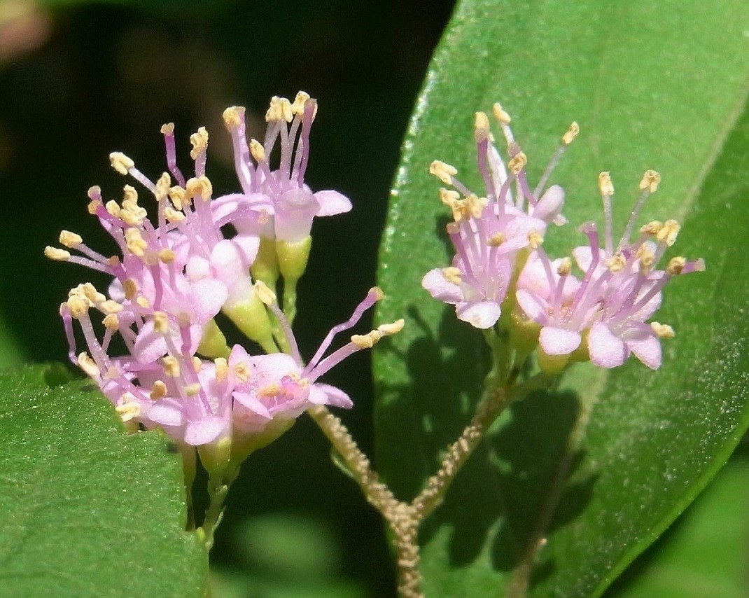 f:id:bibi-kirara:20210728170719j:plain