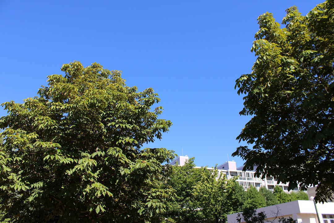 f:id:bibi-kirara:20210731170241j:plain