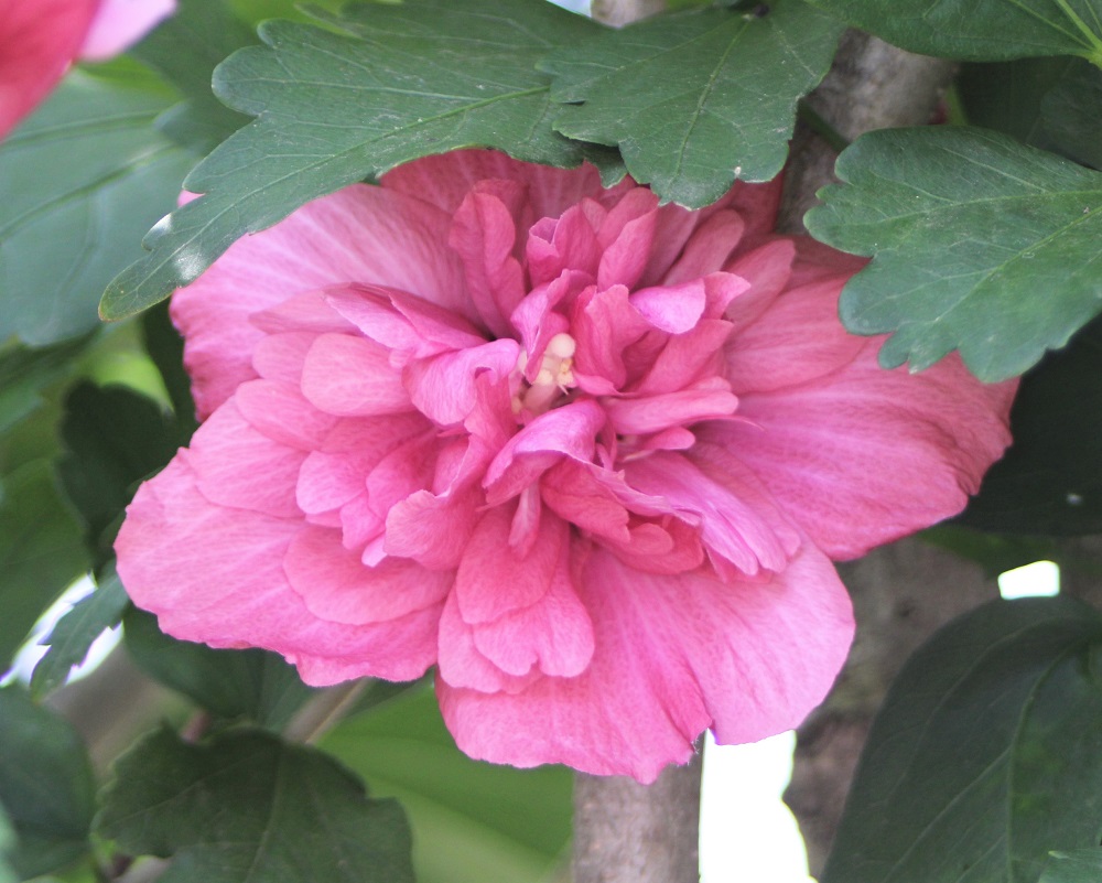 f:id:bibi-kirara:20210904163240j:plain