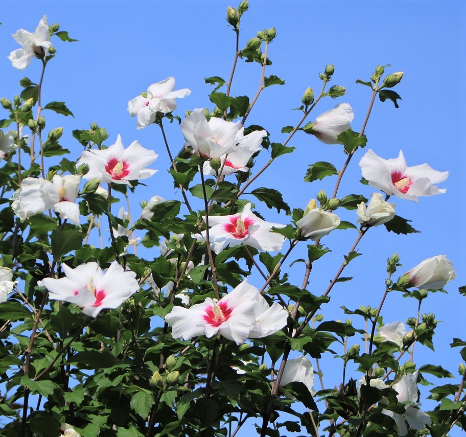 f:id:bibi-kirara:20210904163312j:plain