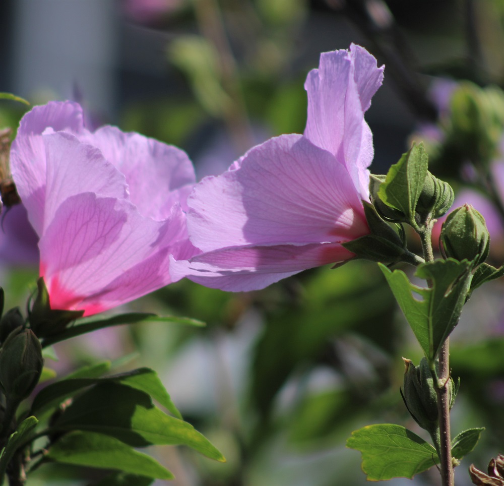 f:id:bibi-kirara:20210904163455j:plain