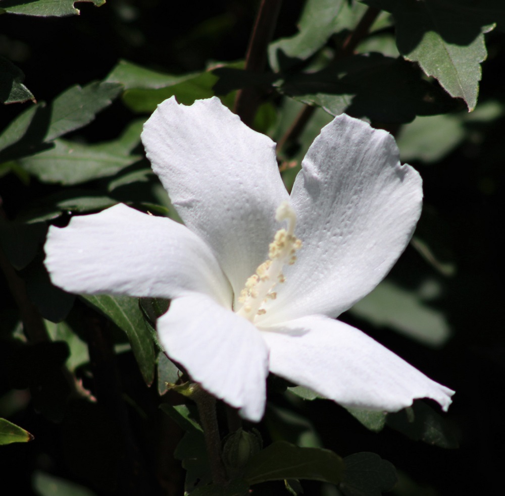 f:id:bibi-kirara:20210904163519j:plain