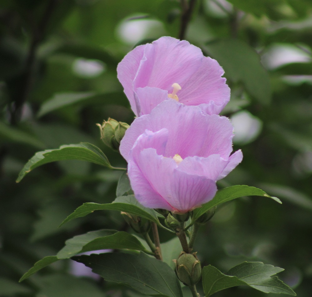 f:id:bibi-kirara:20210904163552j:plain