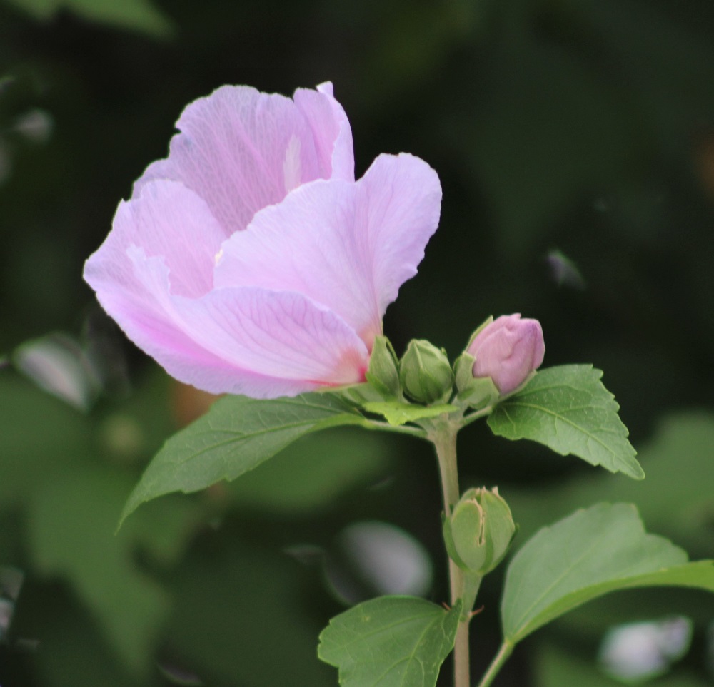 f:id:bibi-kirara:20210904163625j:plain