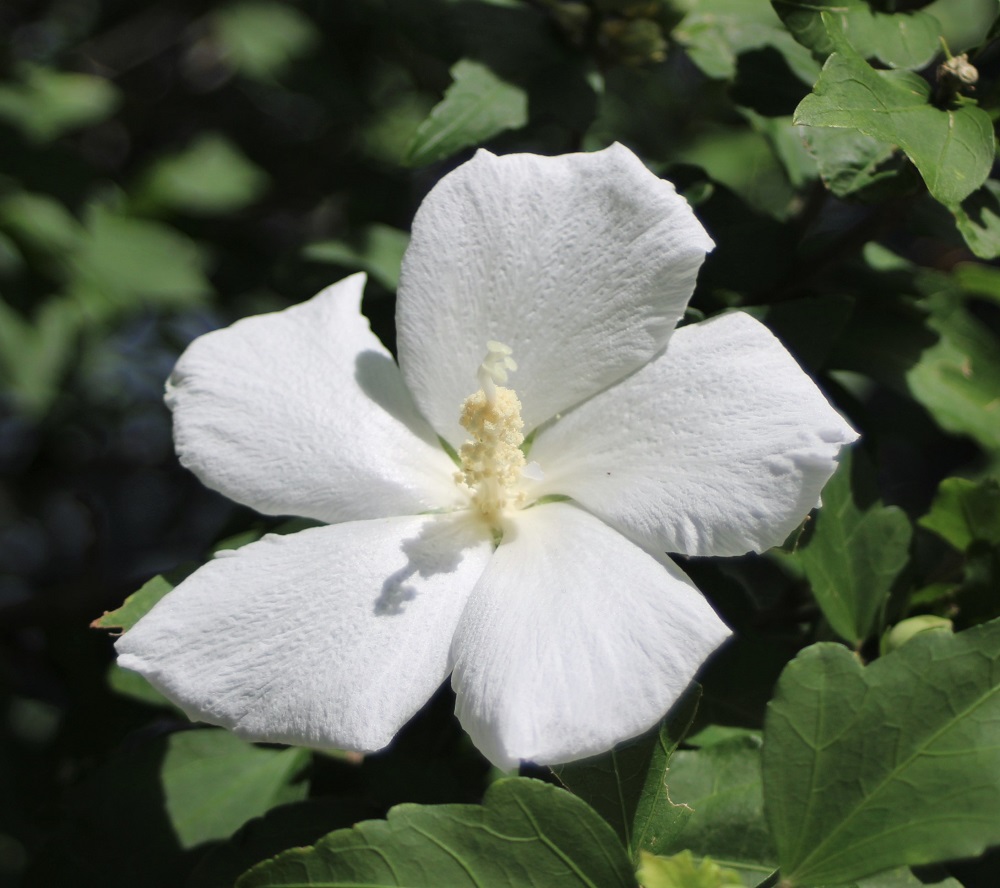 f:id:bibi-kirara:20210904163707j:plain