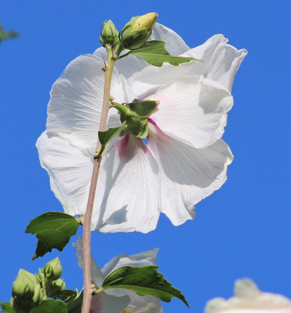 f:id:bibi-kirara:20210904163716j:plain