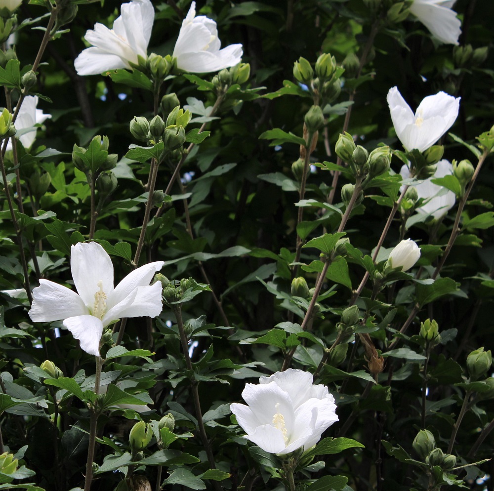 f:id:bibi-kirara:20210904164030j:plain