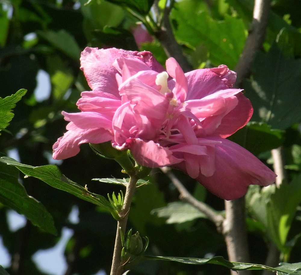 f:id:bibi-kirara:20210904171832j:plain