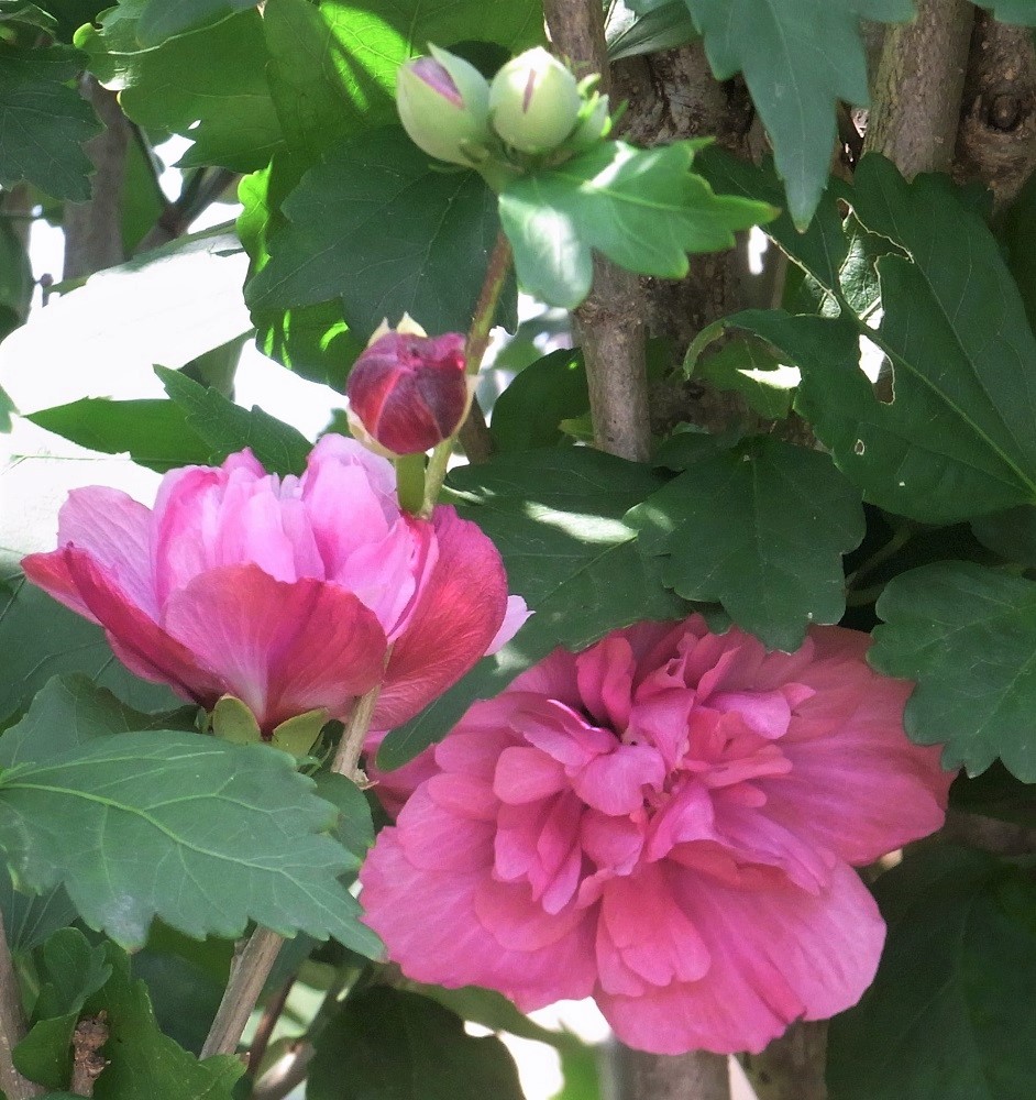 f:id:bibi-kirara:20210904172800j:plain