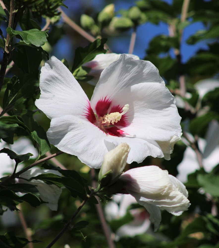 f:id:bibi-kirara:20210904173548j:plain