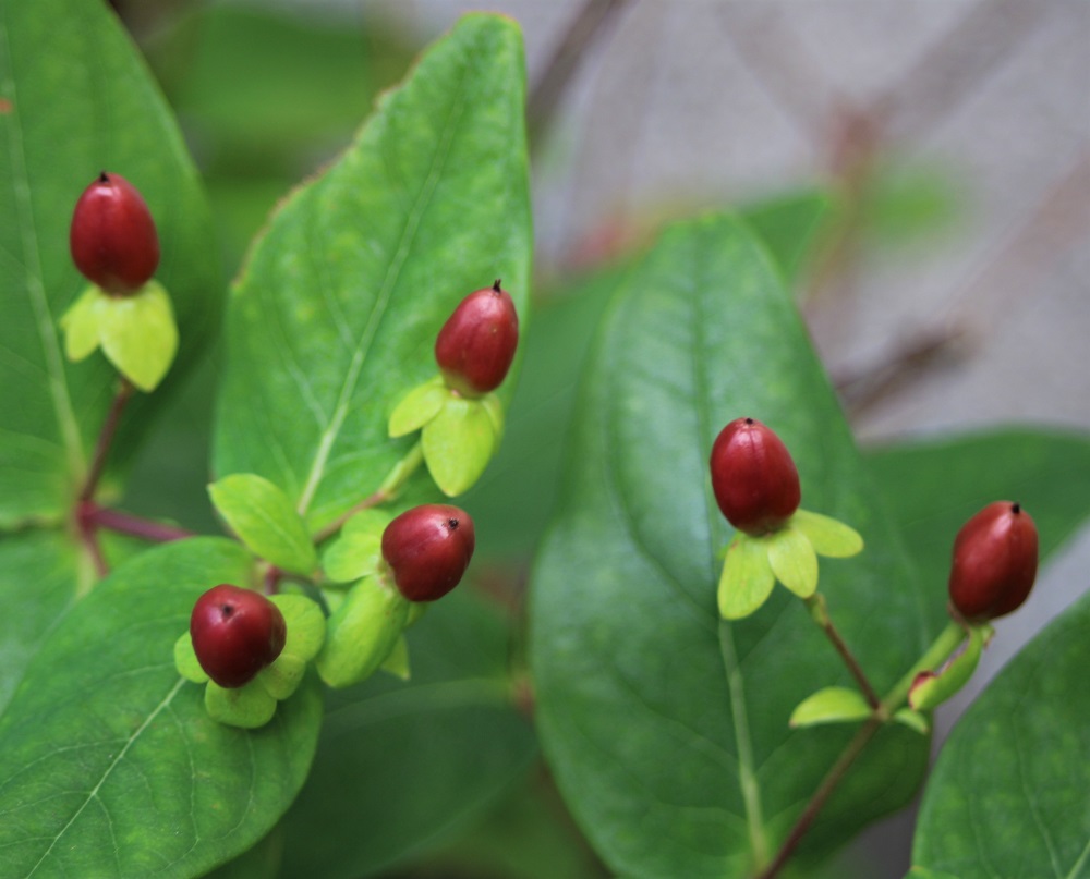 f:id:bibi-kirara:20210911145942j:plain