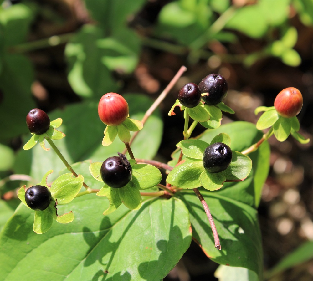 f:id:bibi-kirara:20210911150001j:plain