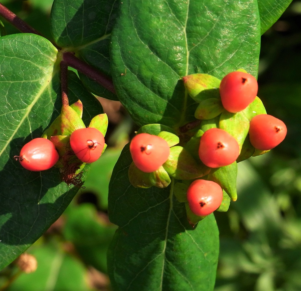 f:id:bibi-kirara:20210911150154j:plain