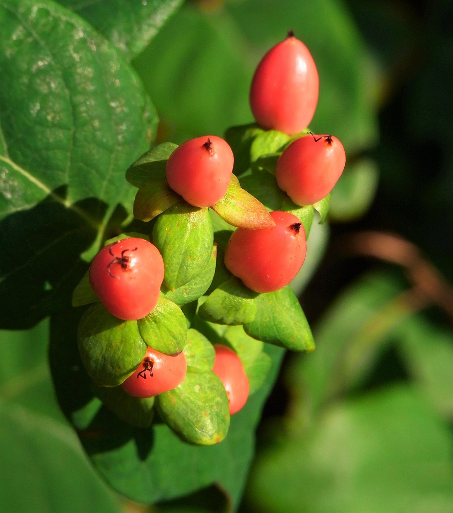 f:id:bibi-kirara:20210911150203j:plain