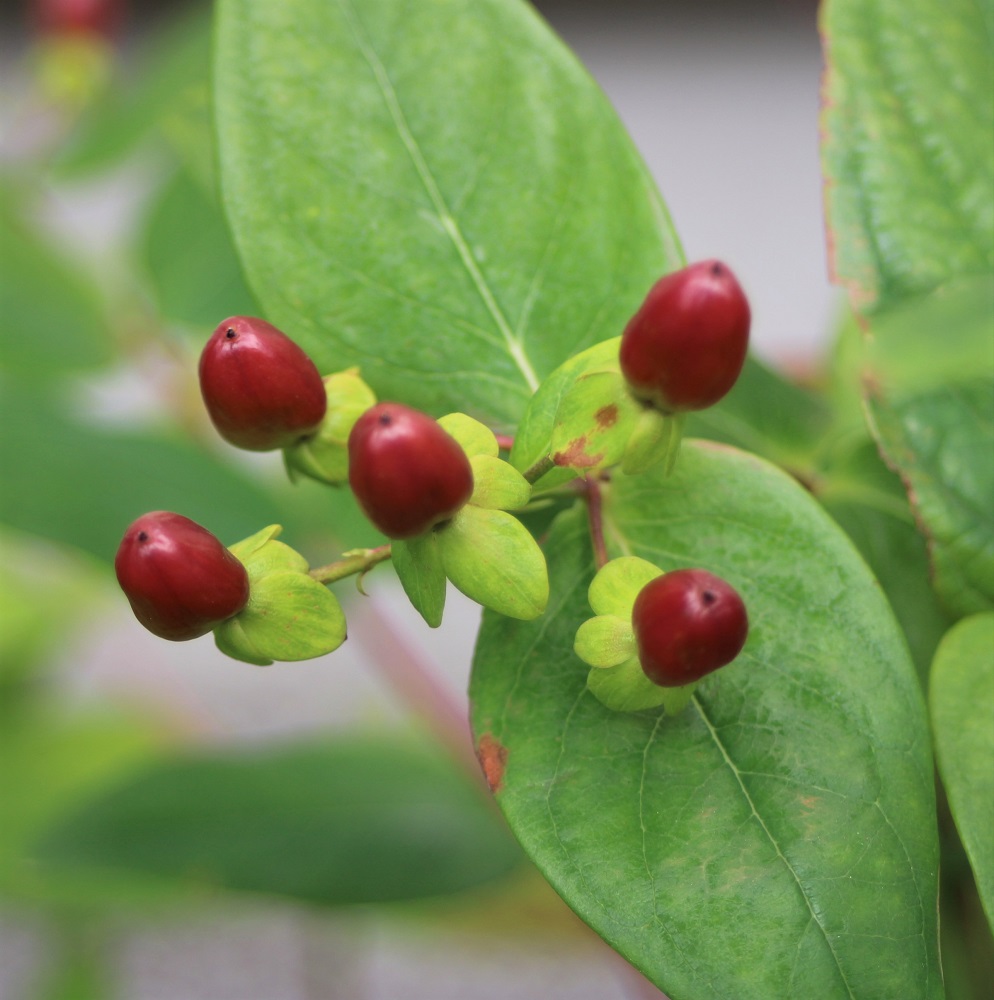 f:id:bibi-kirara:20210911151908j:plain