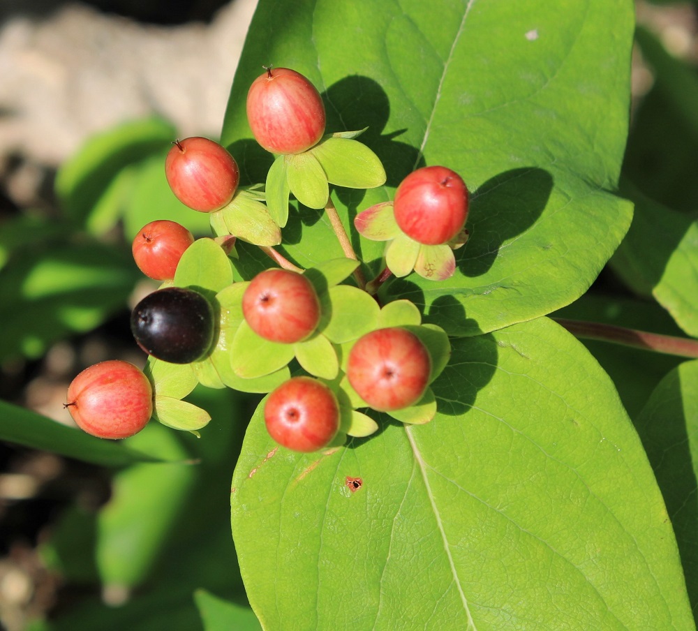 f:id:bibi-kirara:20210911152515j:plain