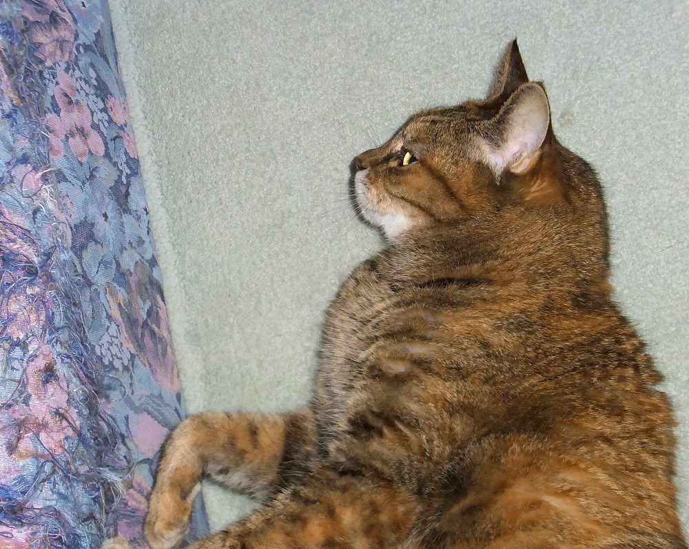 f:id:bibi-kirara:20210912222318j:plain