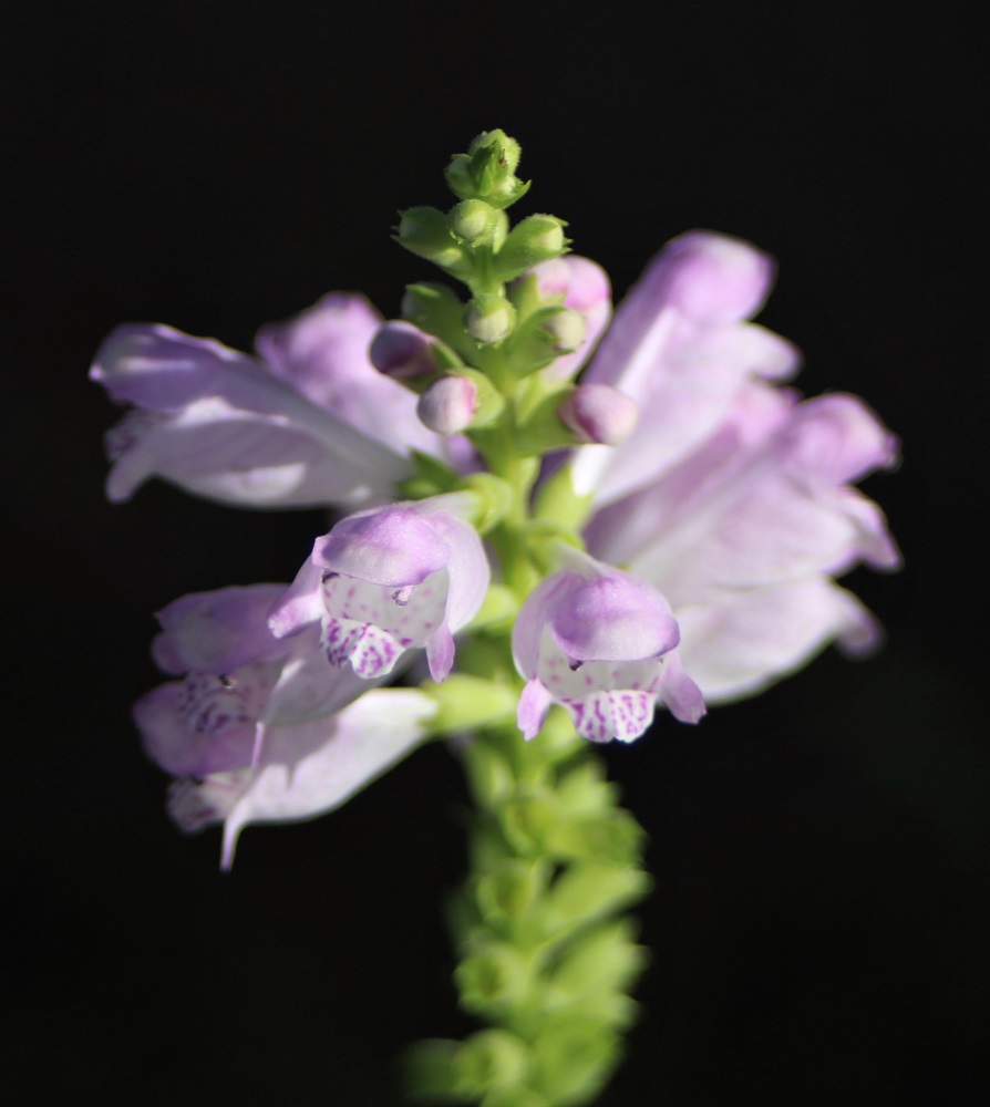 f:id:bibi-kirara:20210918162630j:plain