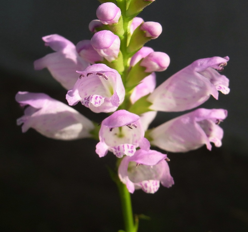 f:id:bibi-kirara:20210918163053j:plain