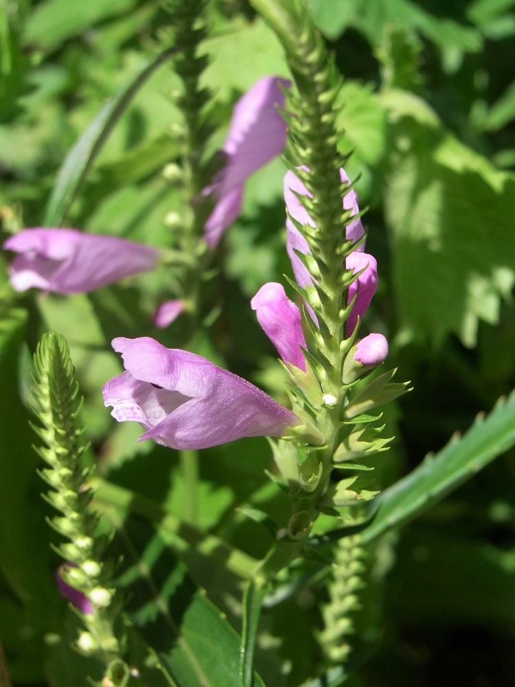 f:id:bibi-kirara:20210918163205j:plain