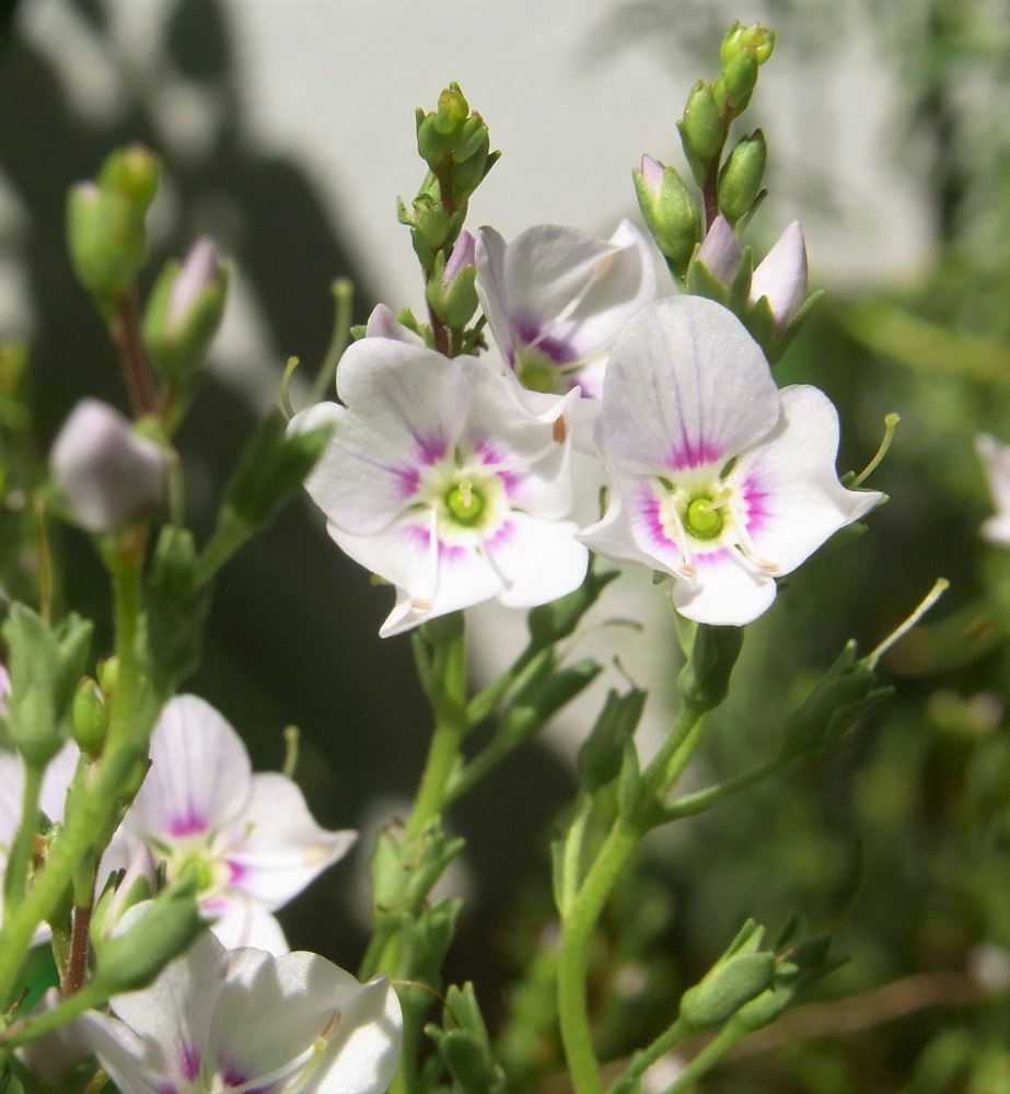 f:id:bibi-kirara:20210920113848j:plain