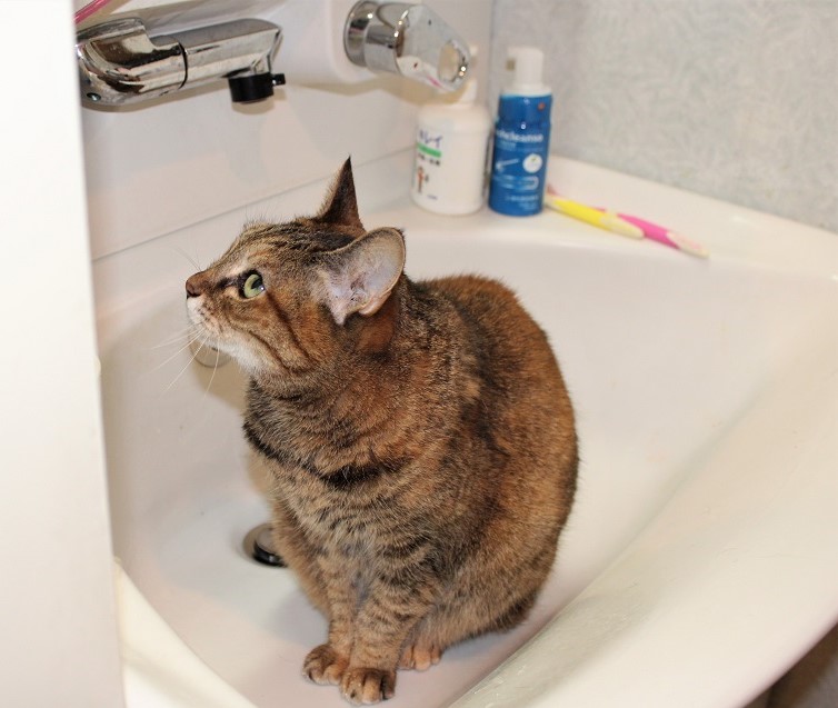 f:id:bibi-kirara:20210921011922j:plain