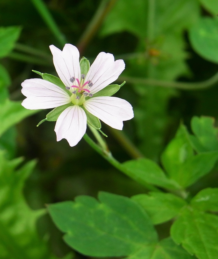 f:id:bibi-kirara:20210922172311j:plain