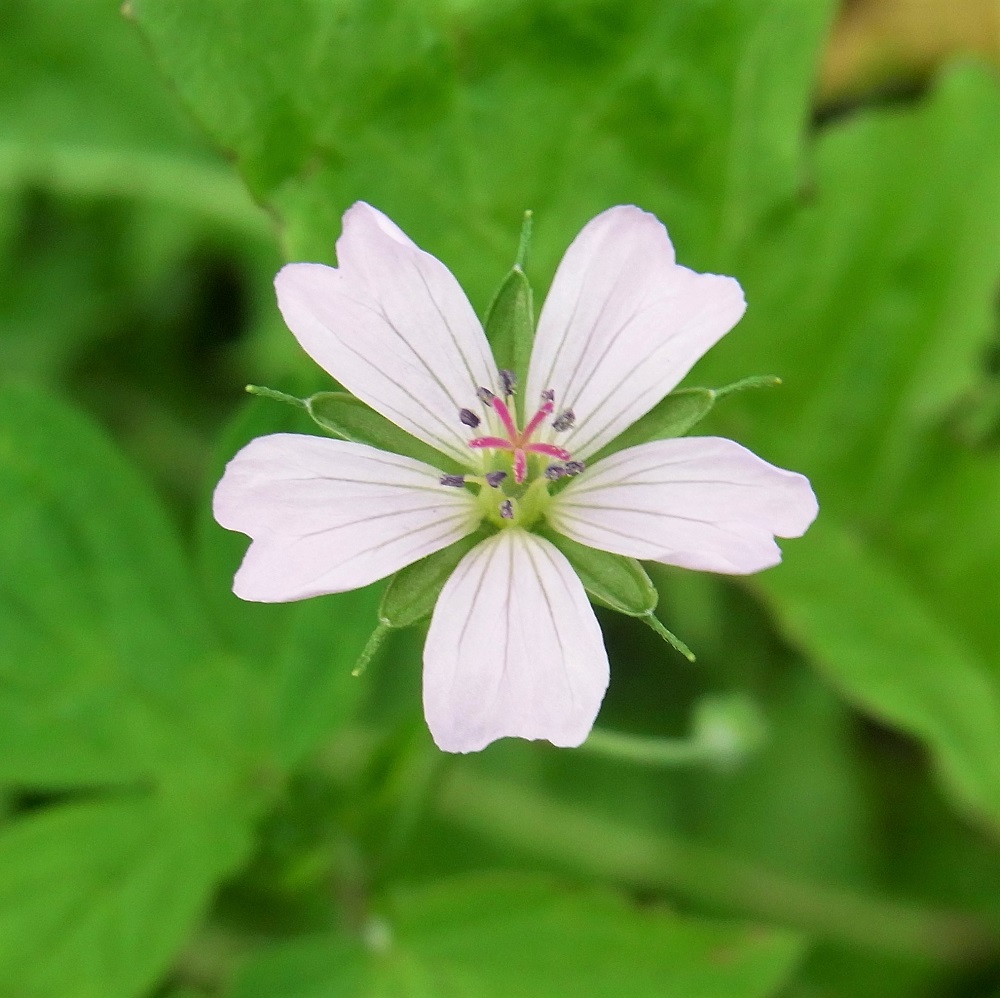 f:id:bibi-kirara:20210922172324j:plain