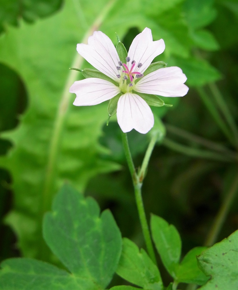 f:id:bibi-kirara:20210922172332j:plain