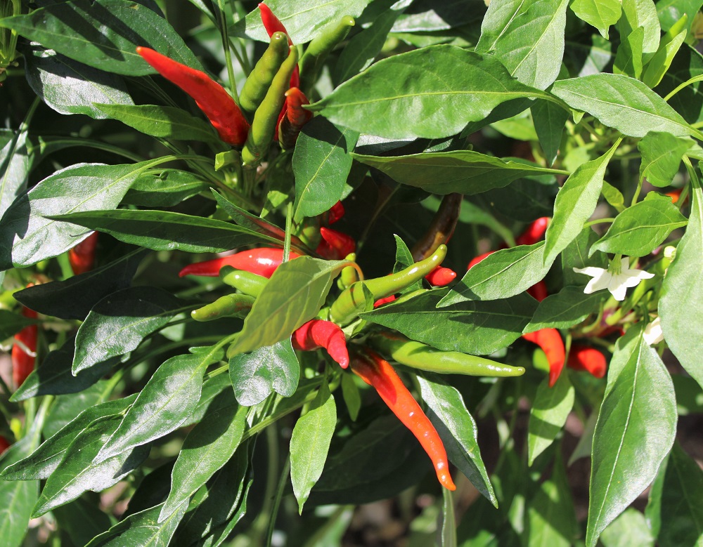 f:id:bibi-kirara:20210923172931j:plain