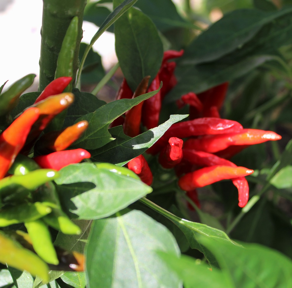 f:id:bibi-kirara:20210923172941j:plain