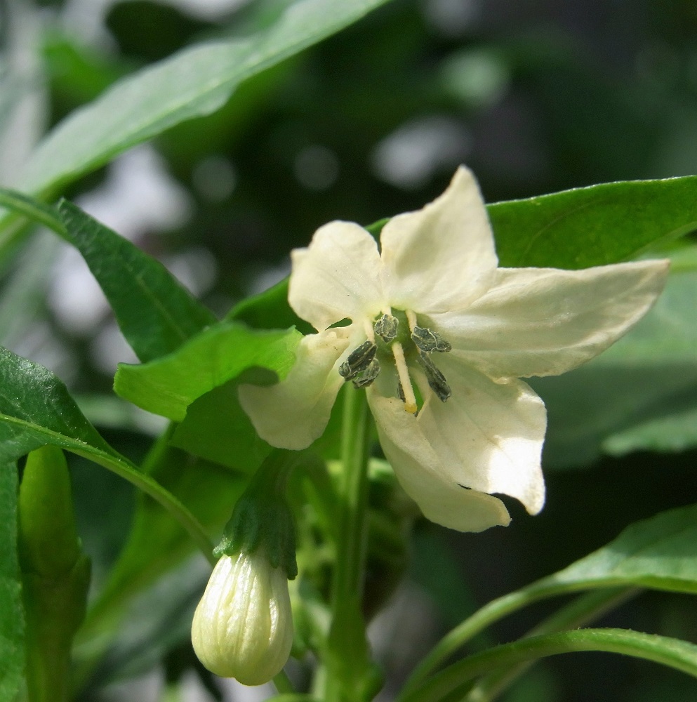 f:id:bibi-kirara:20210923173007j:plain