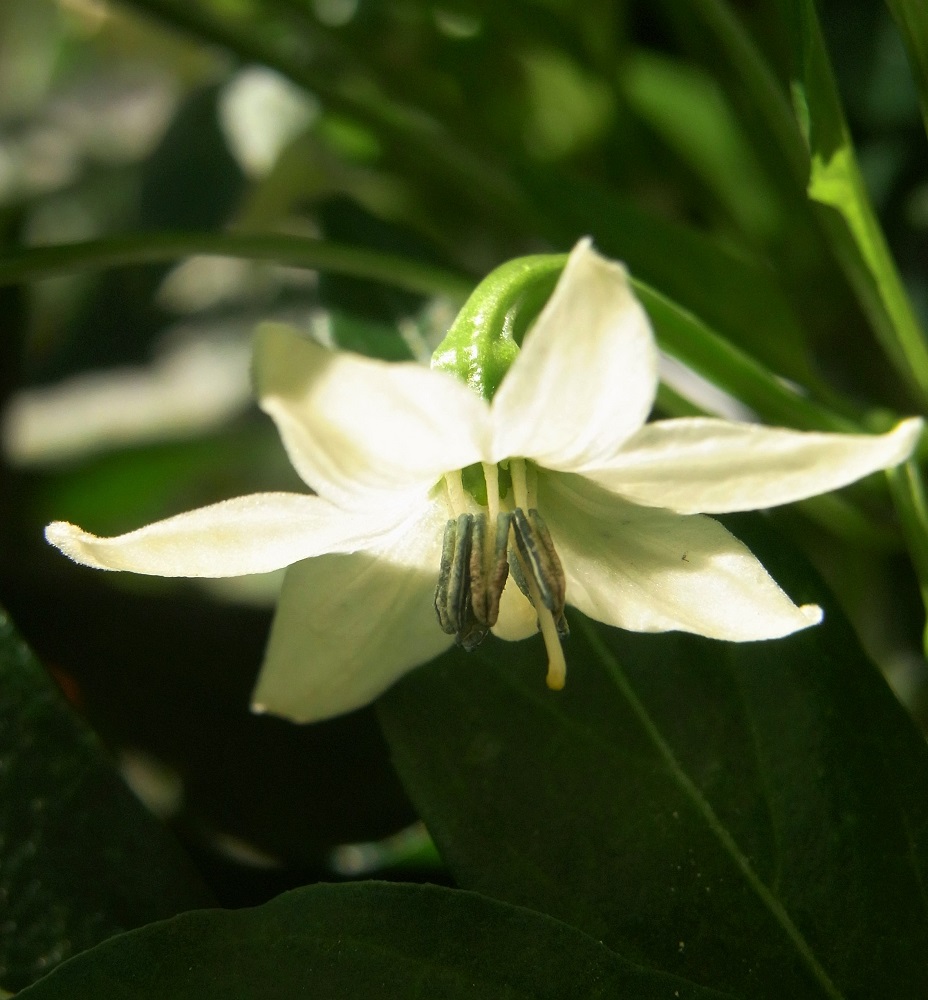 f:id:bibi-kirara:20210923173015j:plain