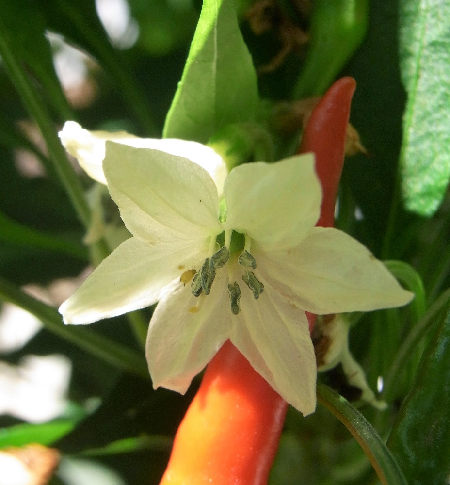 f:id:bibi-kirara:20210923173032j:plain