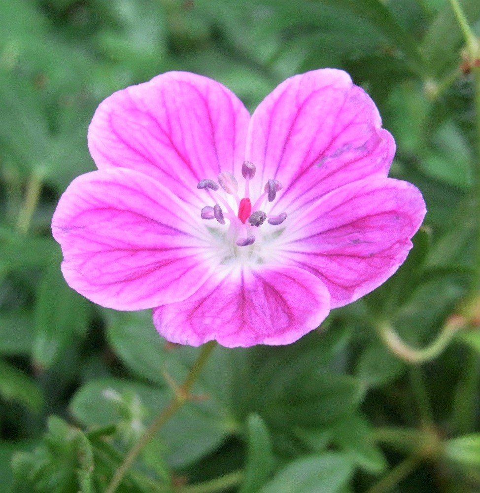 f:id:bibi-kirara:20210925160854j:plain